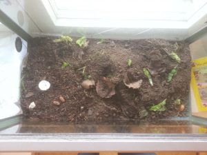 Escargots elevage